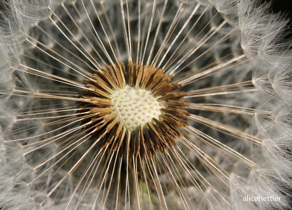 Pusteblume